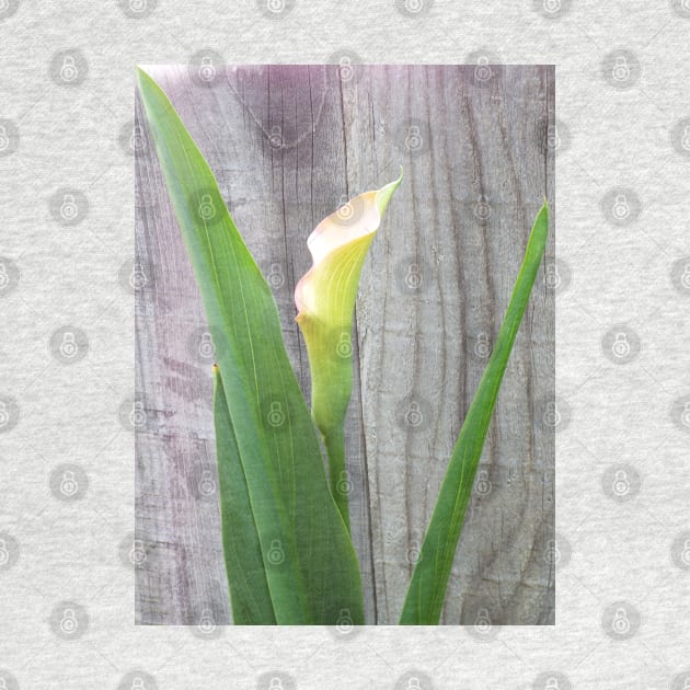 Beautiful Single Calla Lily by HutzcraftDesigns